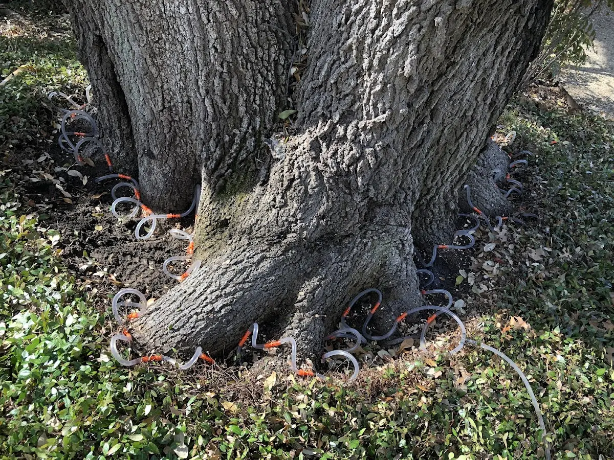 Detailed Tree Cabling and Bracing job site in Fairmount