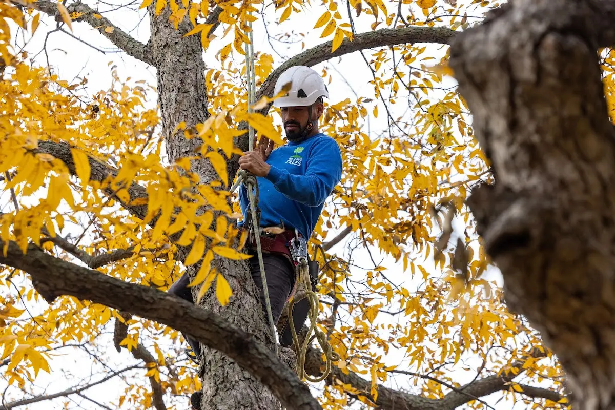Skilled Tree Trimming crew working in Fairmount