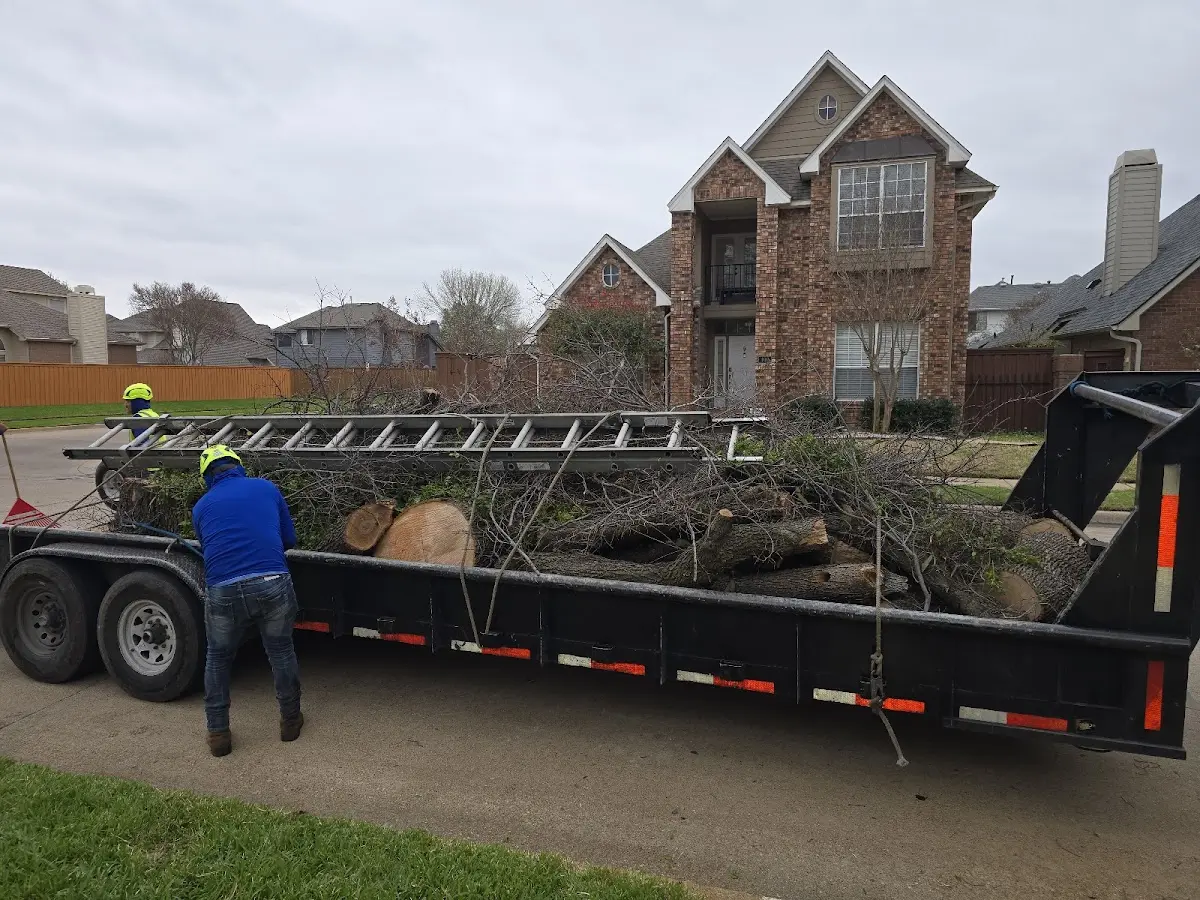 Expert Tree Pest Control with proper safety equipment in Fairmount